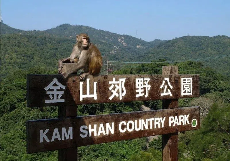 Parc de campagne Shing Mun (Monkey Mountain), Hong Kong